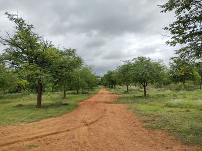 Inside Jayamangali Blackbuck reserve