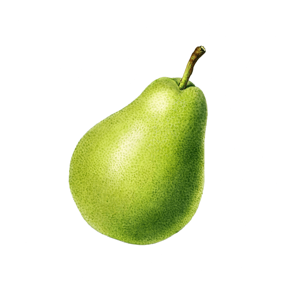 pear-1-1024x1024.png